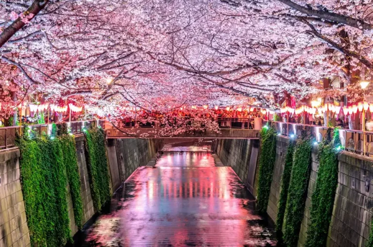 5 สถานที่ดูซากุระในโตเกียว